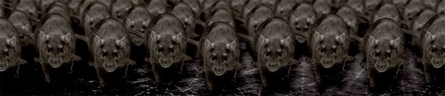 Крысы в темноте