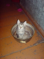 Хозяин, а еда где?