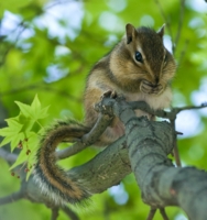 А чем не забавный....?