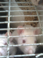 выпустите меня!!!!!!