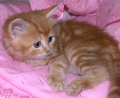 я тигренок, а не киска