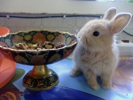 Ну-ка посмотрим!Что сдесь можно пожувать?!