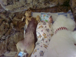 спокойной ночи малыши