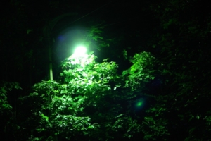 фонарь в листве