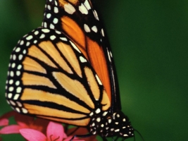 Самая красивая бабочка