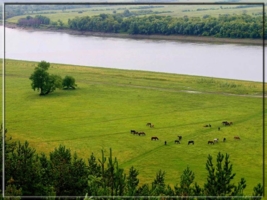 На лугу посутся КО....