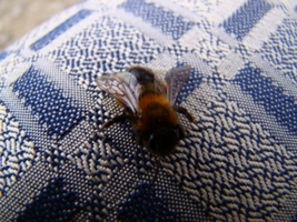 Маленькая пчёлка