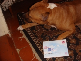 Собака съела почтальона
