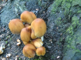 грибы на дереве - тоже грибы!