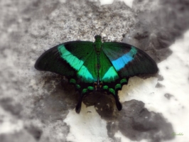 PAPILIO PALINURUS