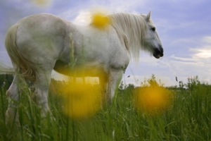 солнечный конь