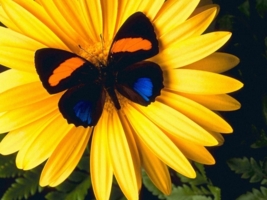 бабочка на жёлтом цветке.
