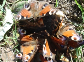 Засыпающие бабочки