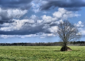 Одинокое дерево в поле