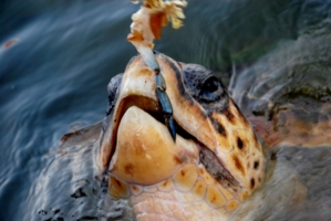 черепаха Тортила