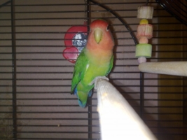 Это мой попугайчик Кеша!!!