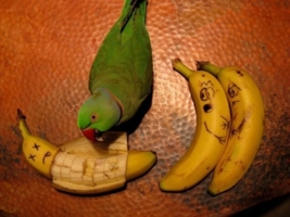 Джоник и бананы