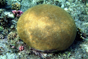 Коралловые сотики
