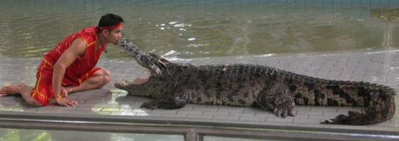 Поцелуй с Крокодилом