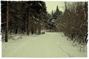 дорога в зимнем лесу....