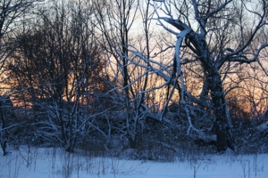 деревья в снегу вечером