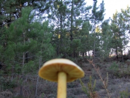 В лес за грибами