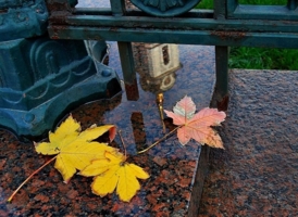 Отражение осенью
