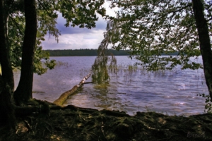 ..., в озере берёза лежала