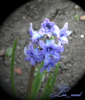 Весенний цветок :)