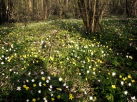 Весна в лесу