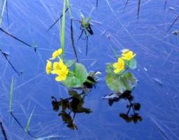 Калужница болотная цветёт...