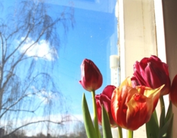 Весна. Солнце. Цветы.