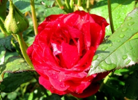 Роза в моем саду ( 2 )