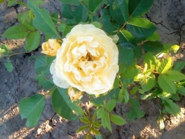 Желтая роза)