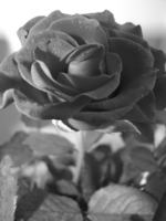 чёрная роза