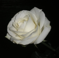 "...роза белая цвела..."