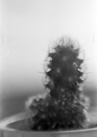 Ретро-взгляд на кактусы - 2