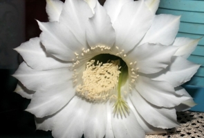 Цветок эхинопсиса.
