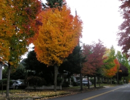 Осенняя улочка