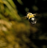 Полет пчелы