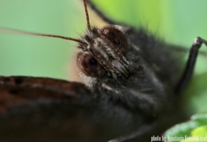 Взгляд насекомого