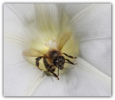 пчелка в белом...