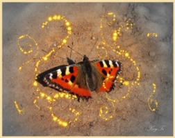 Fairy-tale butterfly