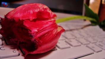 розовый тюльпан