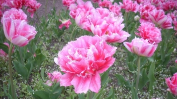 Махровые тюльпаны