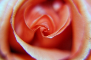 Сердце розы