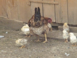 Курица-мама