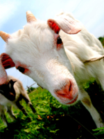 Goat meat is more efficient