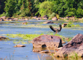 Дирижёр водного оркестра