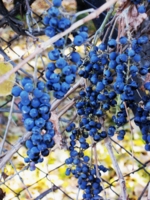 дикий виноград